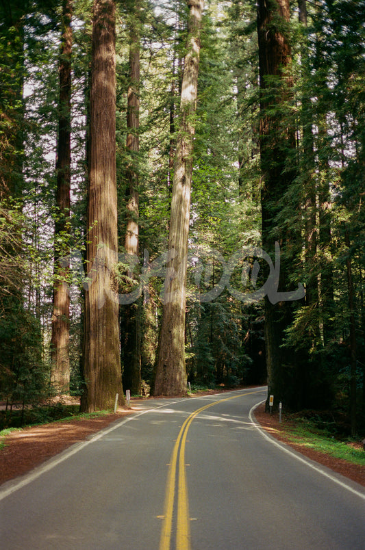 Redwoods. 2022